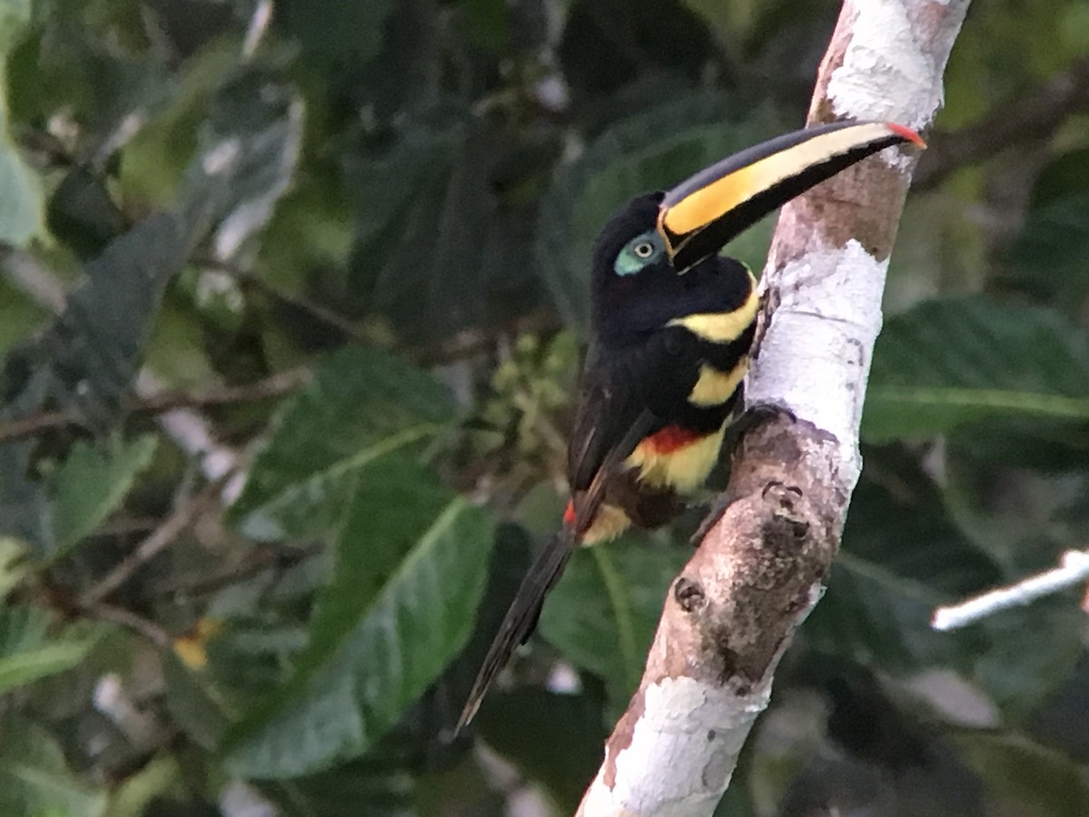 Many-banded Aracari - Efrain Toapanta