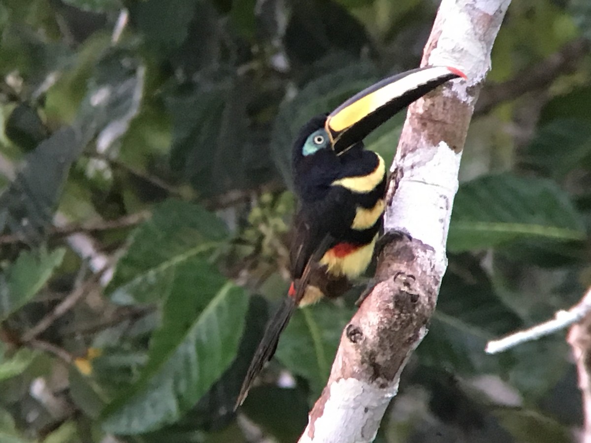 Many-banded Aracari - ML113511531