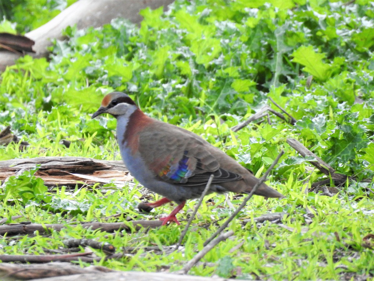 Brush Bronzewing - ML113511761