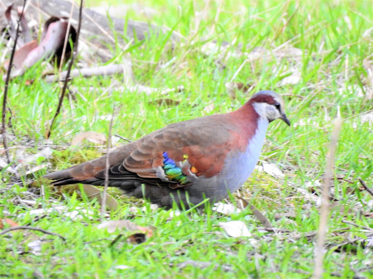 Brush Bronzewing - ML113511801