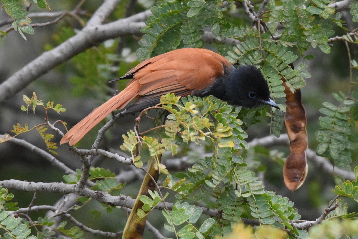 African Paradise-Flycatcher - ML113511881