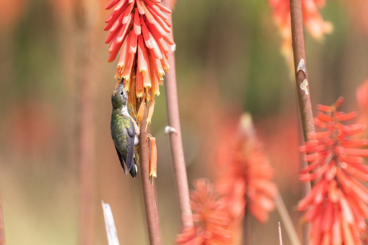 eBird Checklist - 2 Sep 2018 - Hotel Unicornio Azul - 21 species