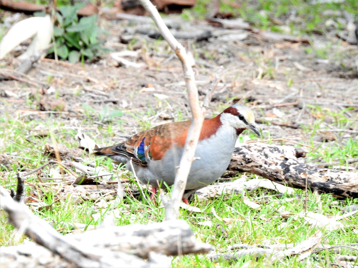 Brush Bronzewing - ML113512721