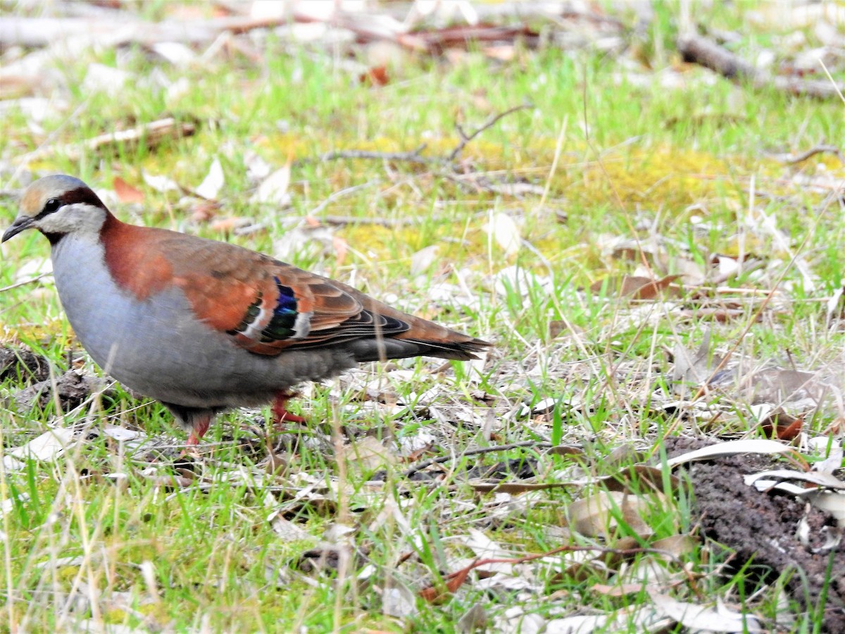 Brush Bronzewing - ML113512821