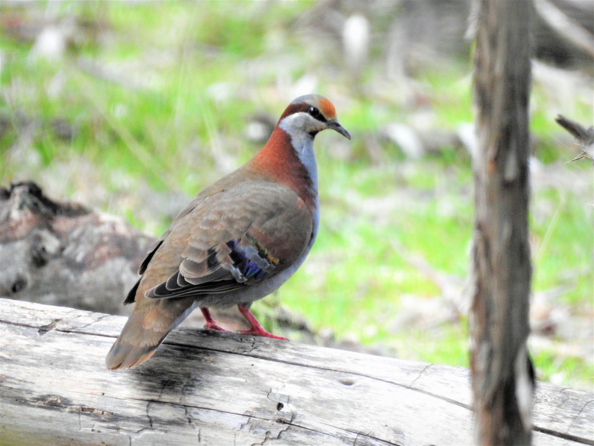 Brush Bronzewing - ML113513091