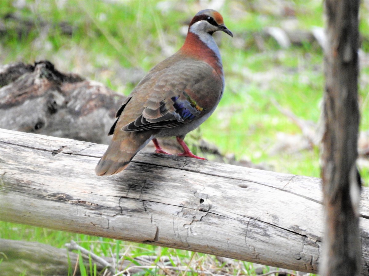 Brush Bronzewing - ML113513121