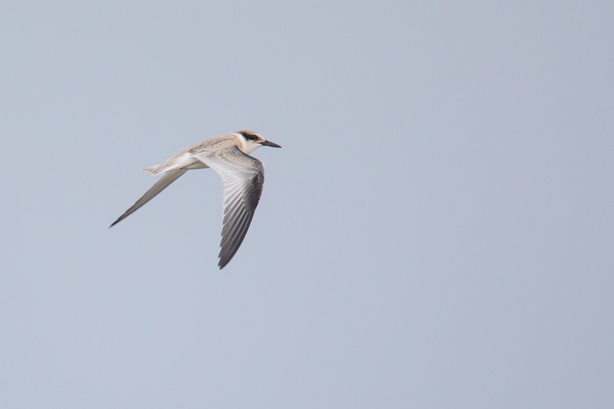 Least Tern - Ryan Sanderson