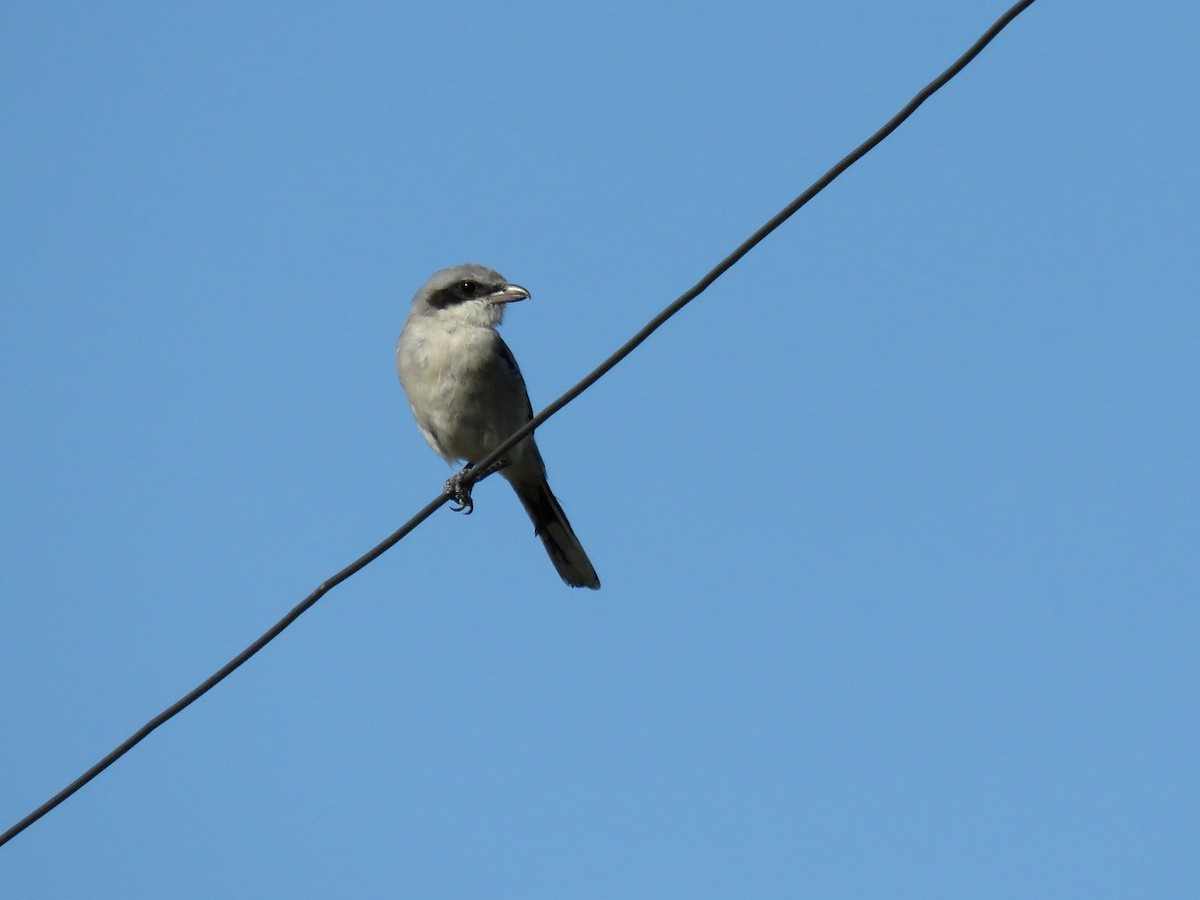 Loggerhead Shrike - ML113514101