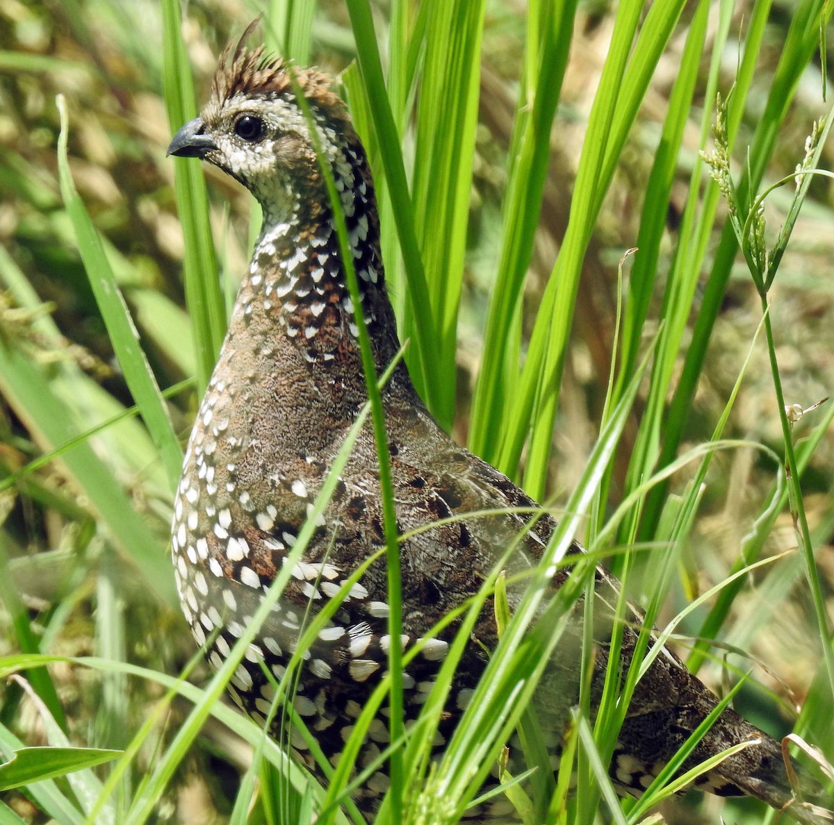 Crested Bobwhite - ML113515171