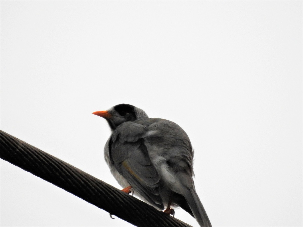 Noisy Miner - ML113515321