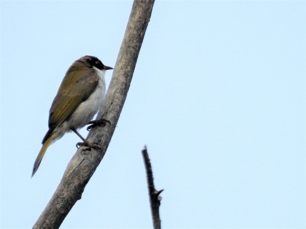 White-naped Honeyeater - ML113515421