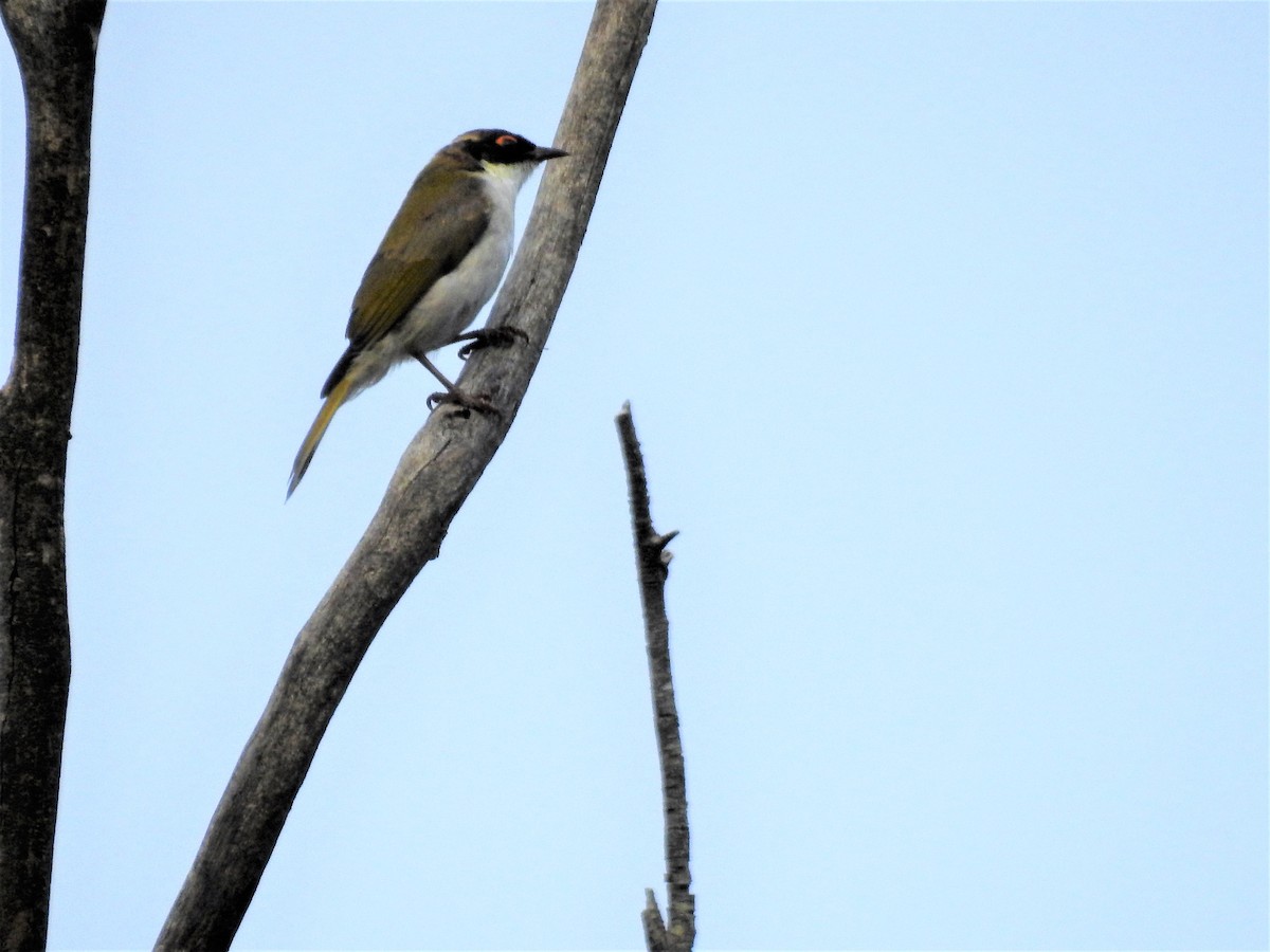 White-naped Honeyeater - ML113515441