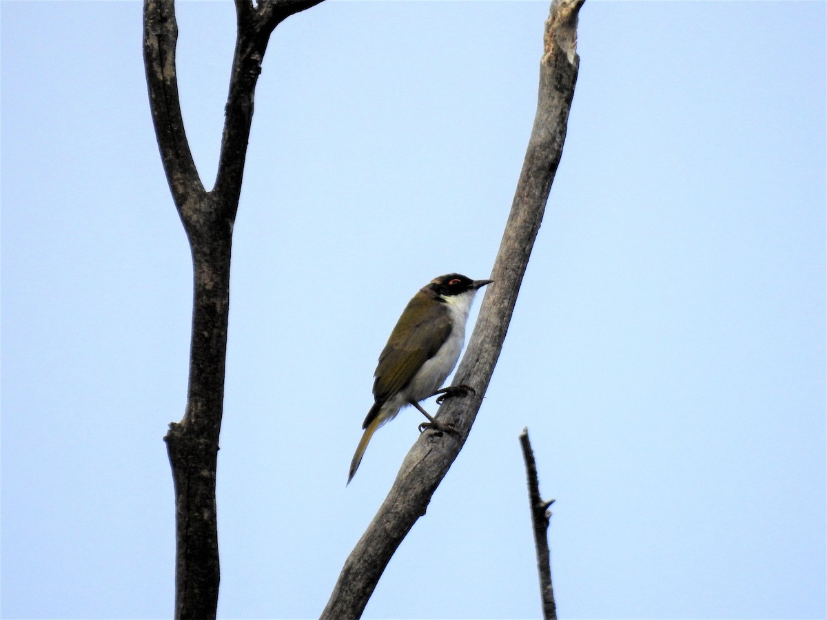 White-naped Honeyeater - ML113515461