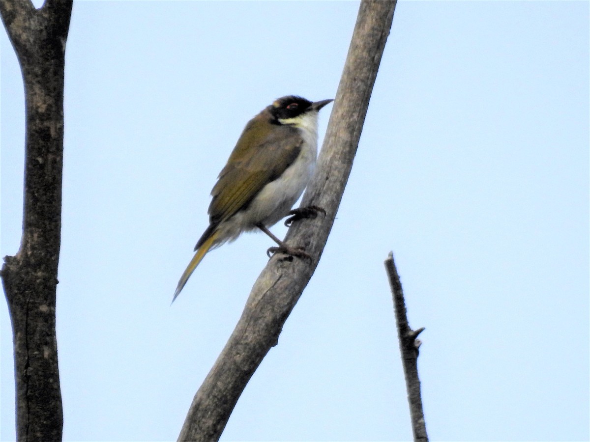 White-naped Honeyeater - ML113515481