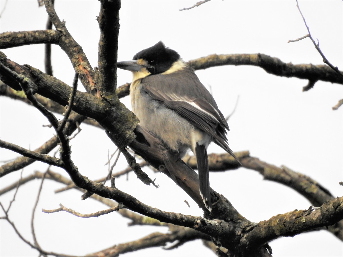 Gray Butcherbird - ML113515571