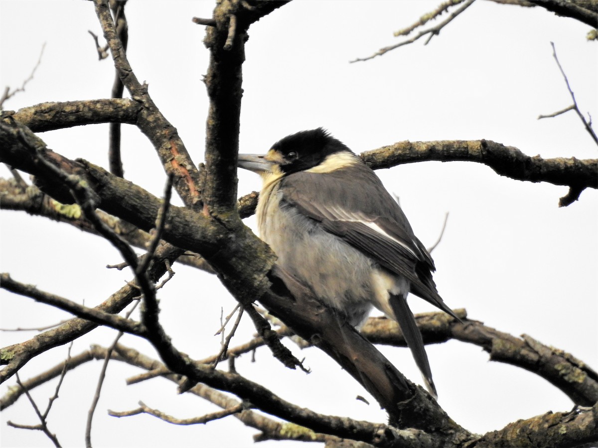 Gray Butcherbird - ML113515581