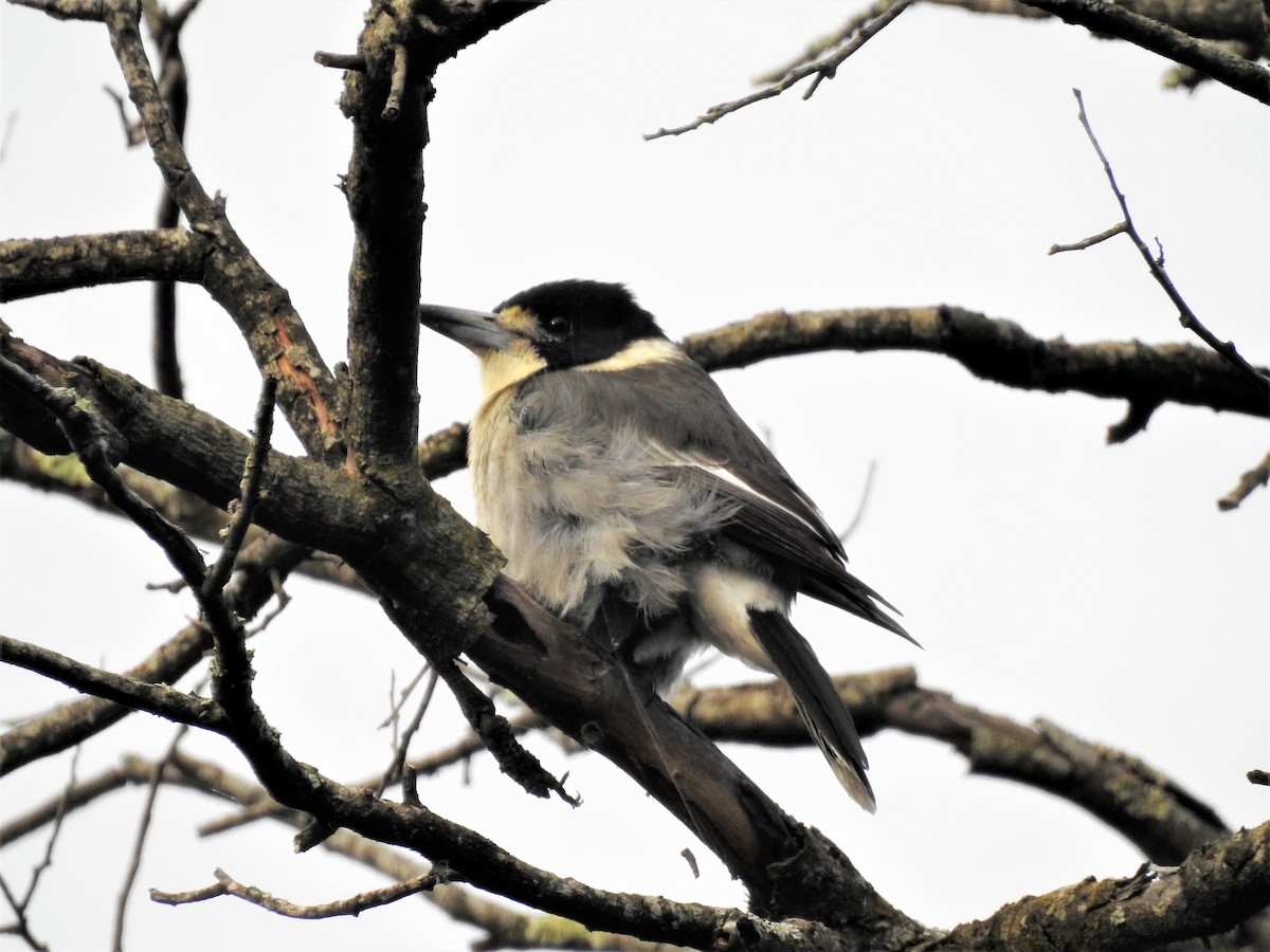 Gray Butcherbird - ML113515591