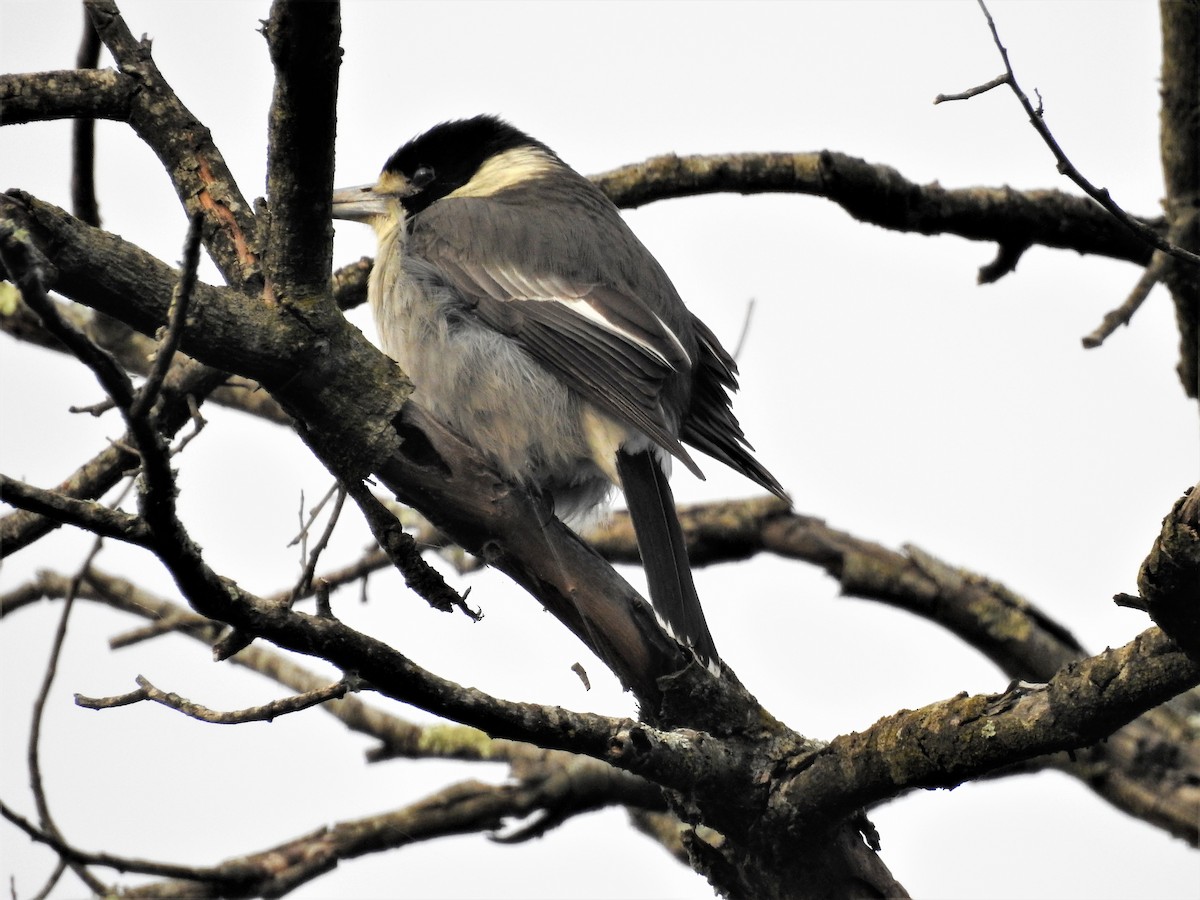 Gray Butcherbird - ML113515601