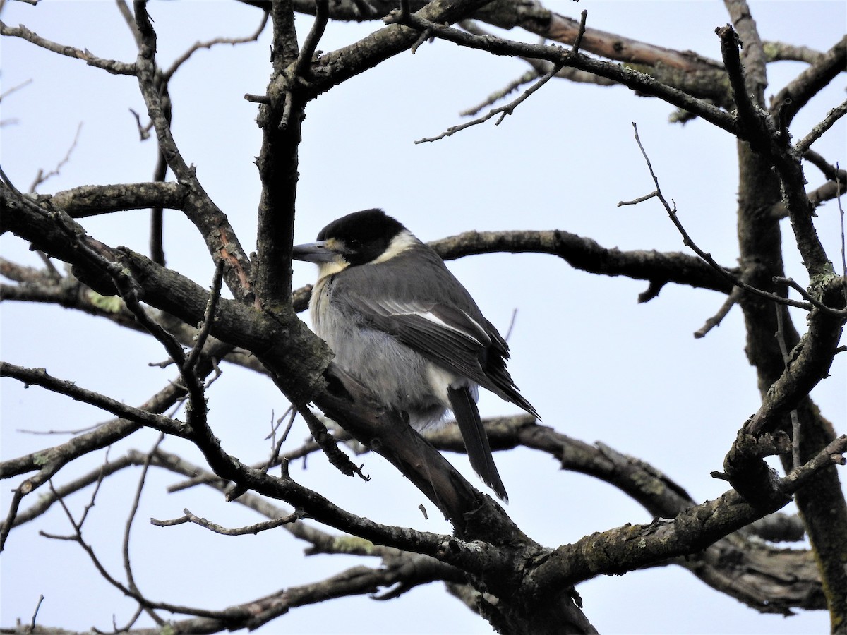 Gray Butcherbird - Jeffrey Crawley