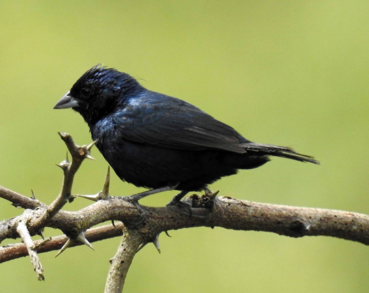 Blue-black Grassquit - ML113515661