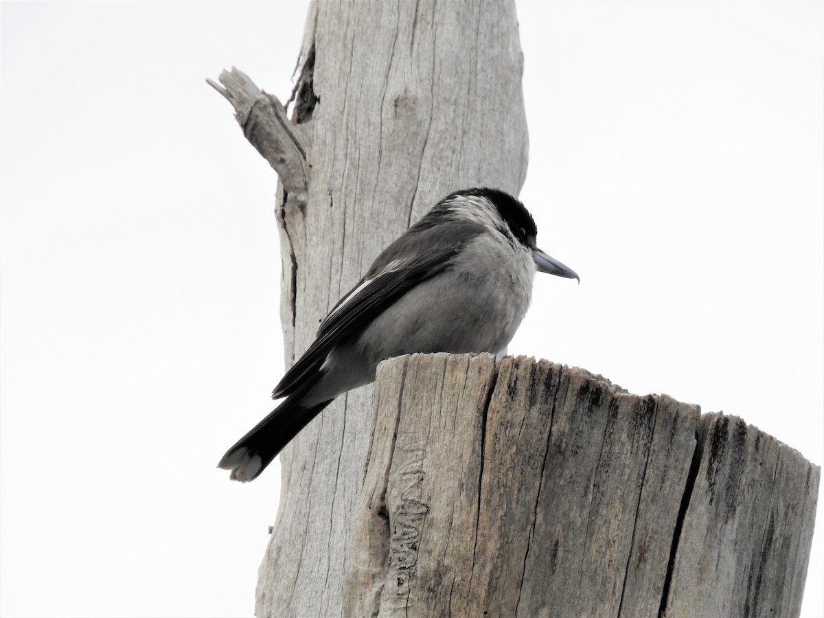 Gray Butcherbird - ML113515711