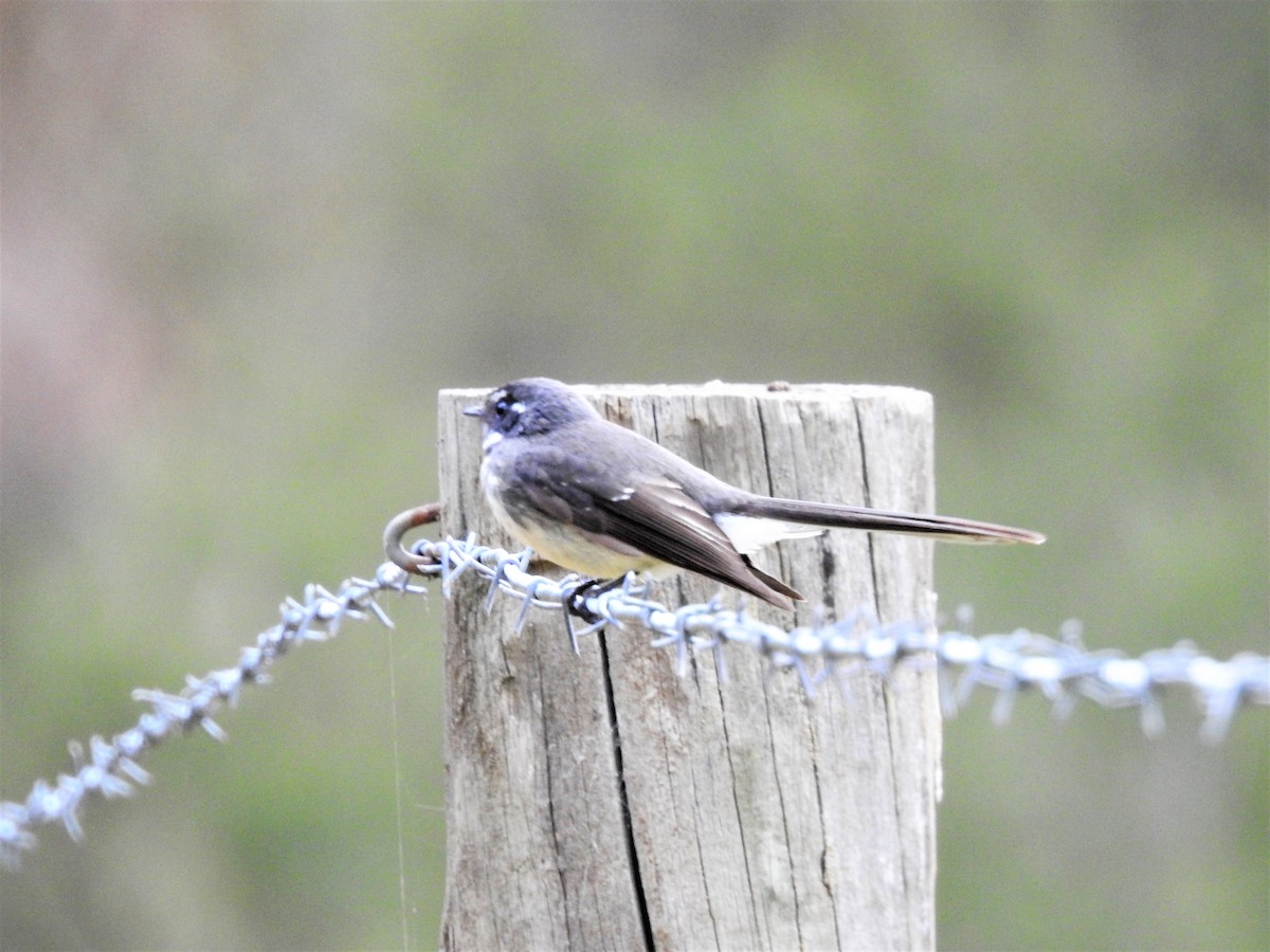 Gray Fantail (alisteri) - ML113515841