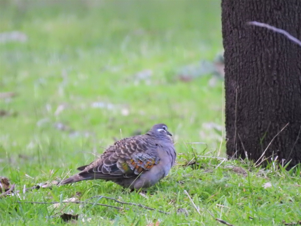 Common Bronzewing - ML113516071