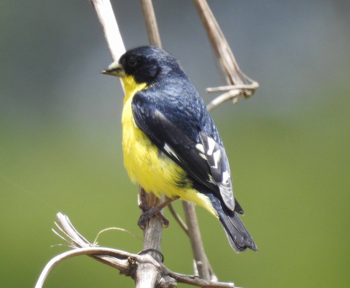 Lesser Goldfinch - Danilo Moreno