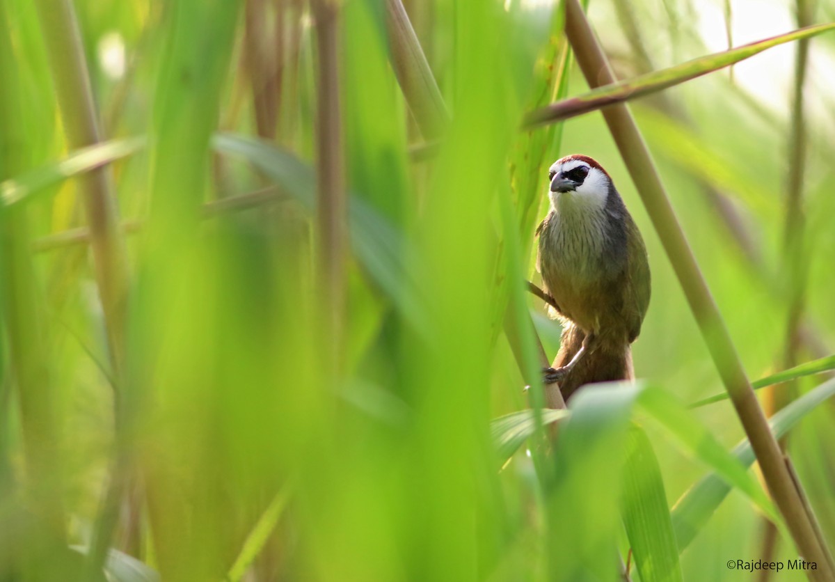 Chestnut-capped Babbler - ML113517381
