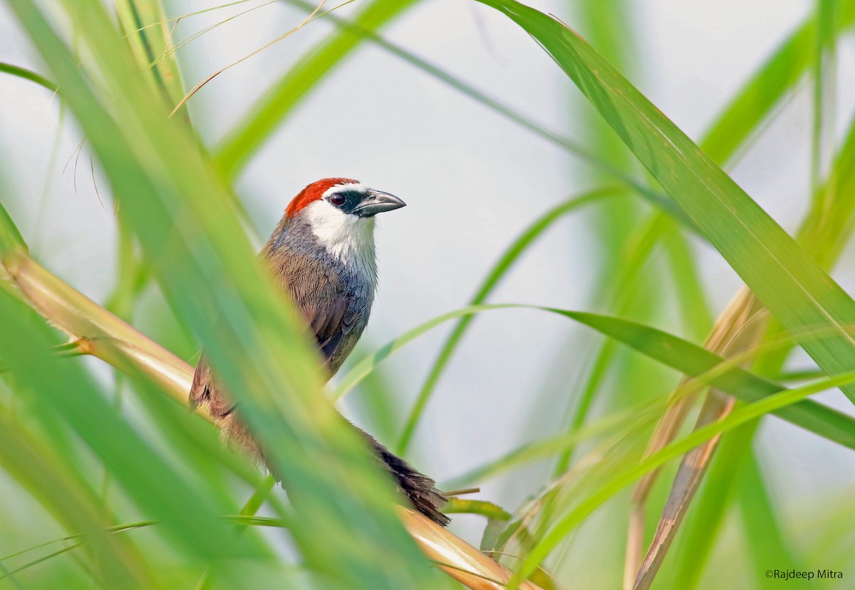 Chestnut-capped Babbler - ML113517461