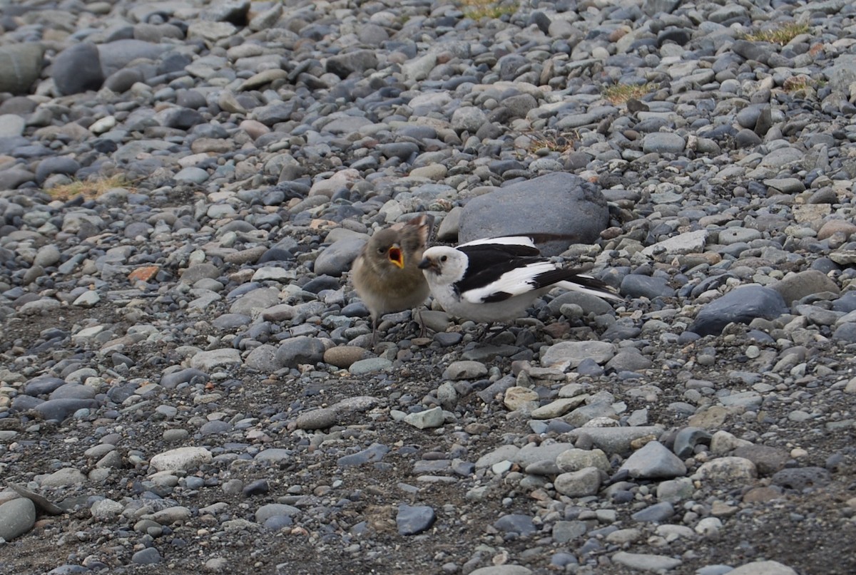 Snow Bunting - ML113517961