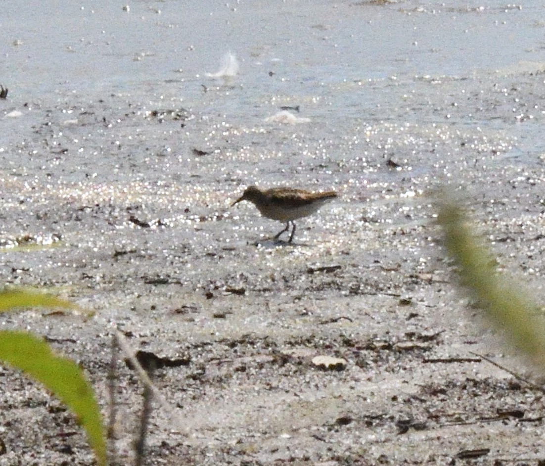 Least Sandpiper - ML113518231