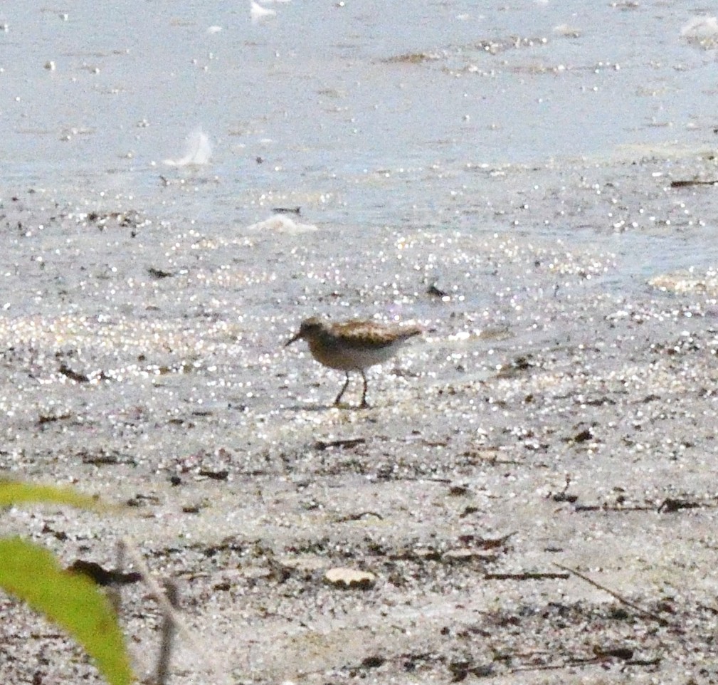 Least Sandpiper - ML113518241