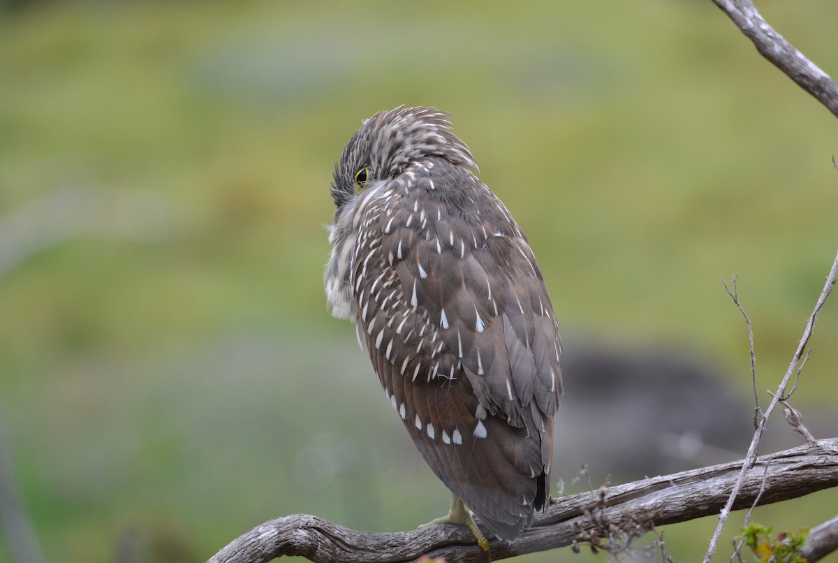 Black-crowned Night Heron - ML113518601