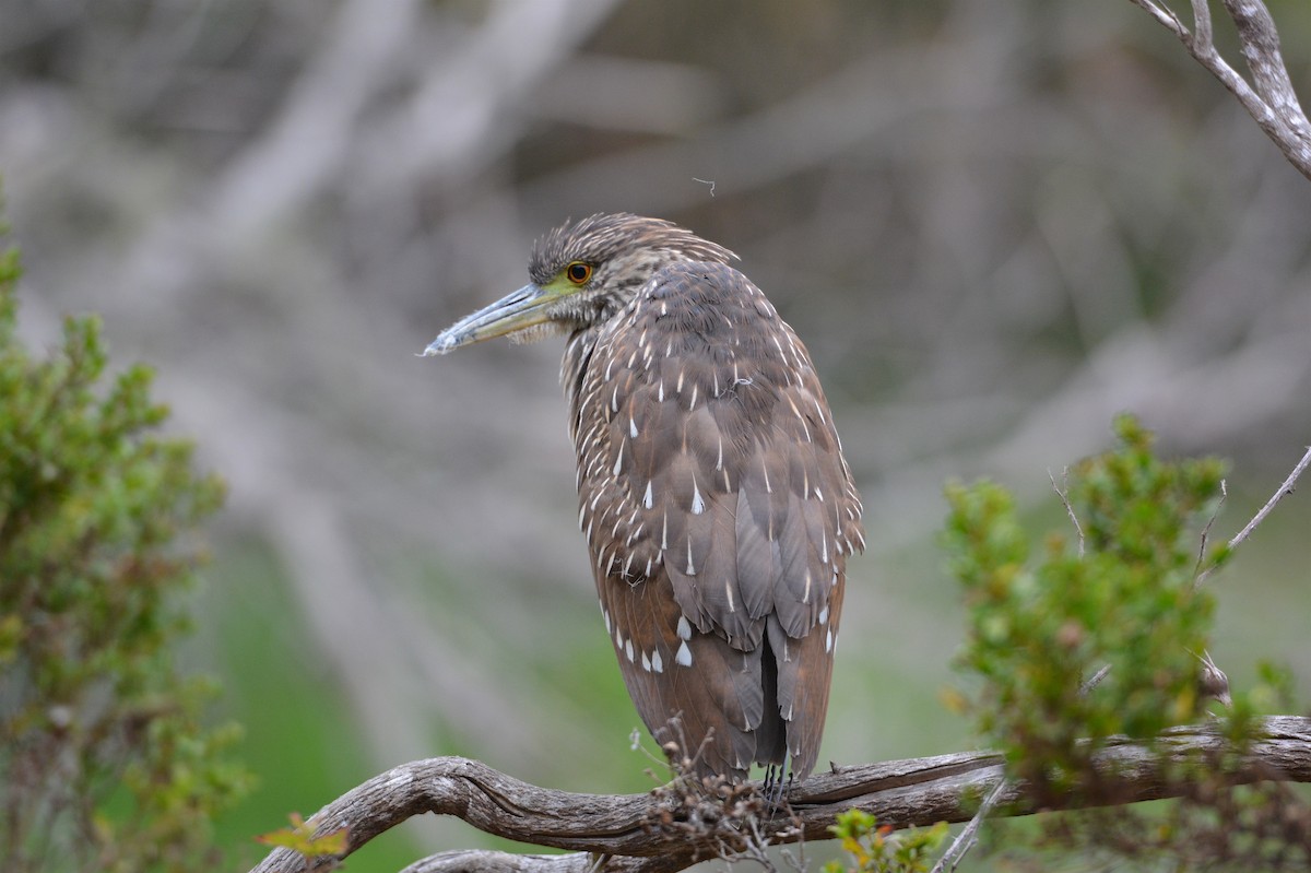 Black-crowned Night Heron - ML113518611