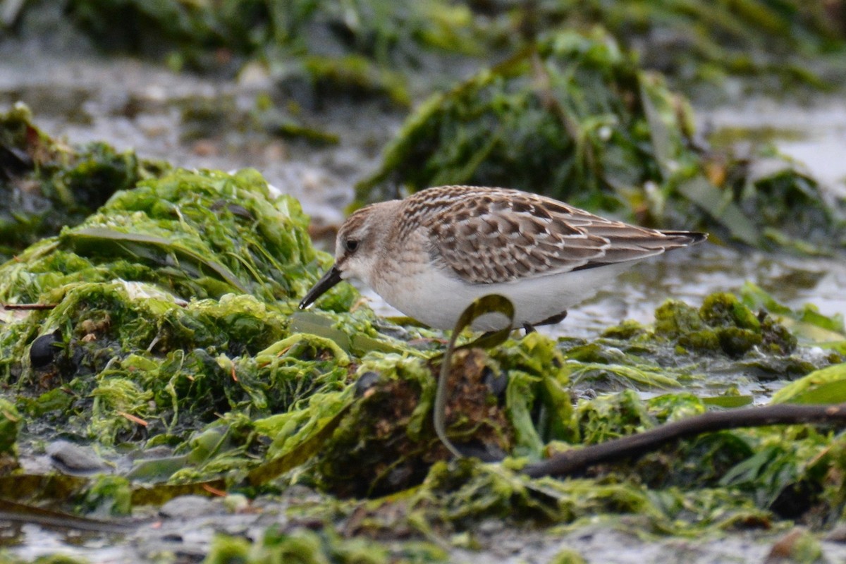 Semipalmated Sandpiper - Will Brooks