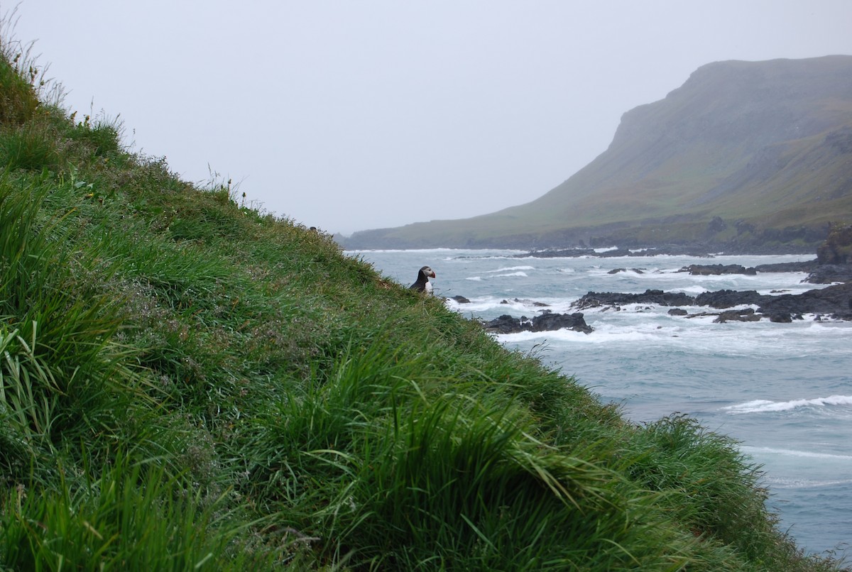 Atlantic Puffin - ML113520591