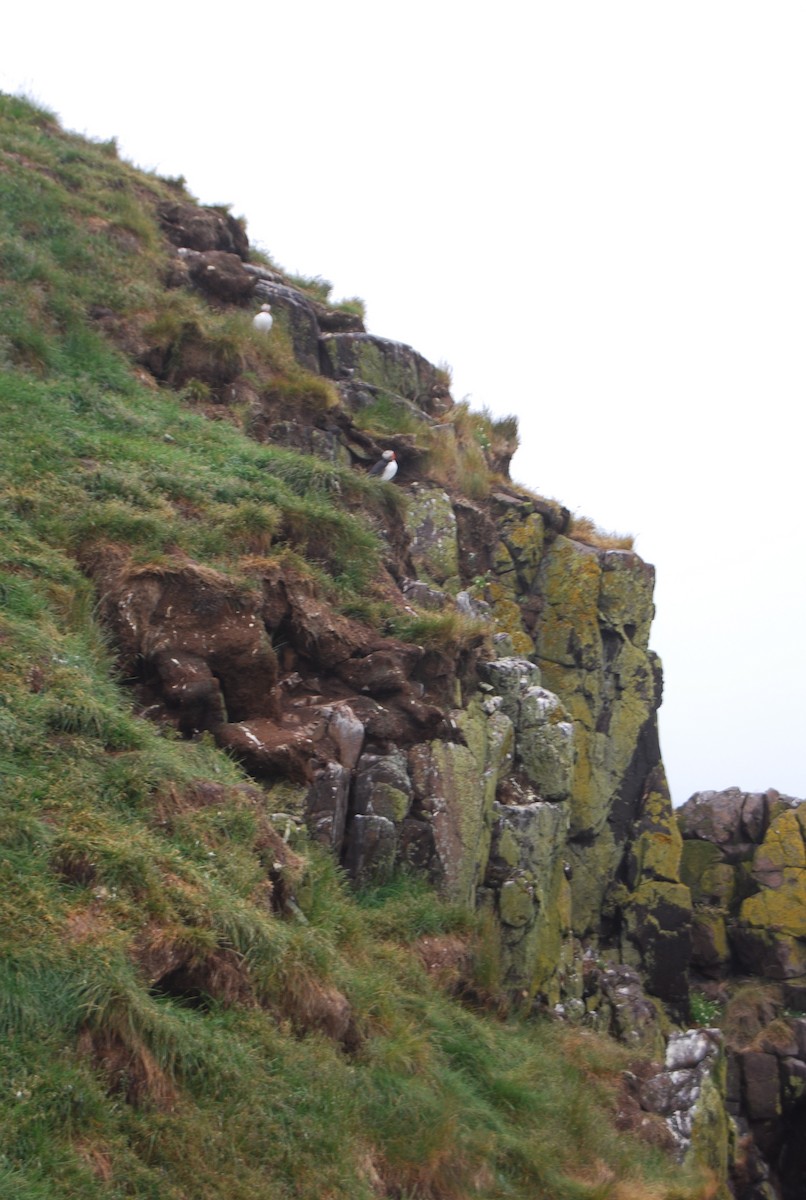Atlantic Puffin - ML113520601