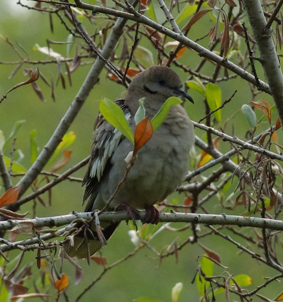 White-winged Dove - Anonymous