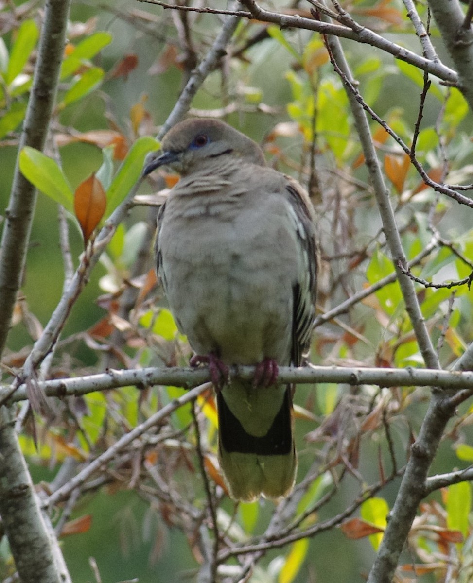 White-winged Dove - Anonymous