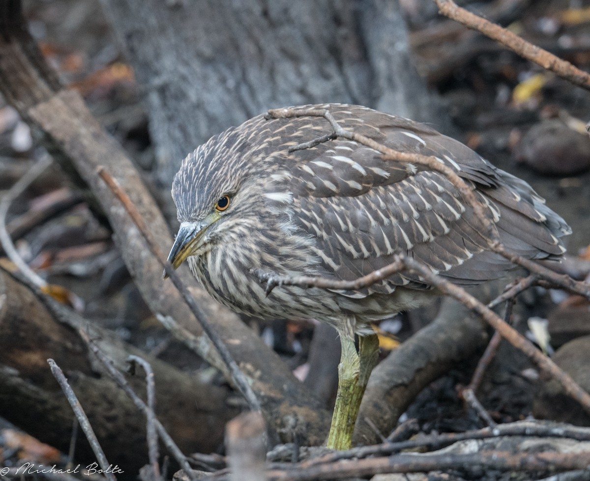 Black-crowned Night Heron - ML113523861