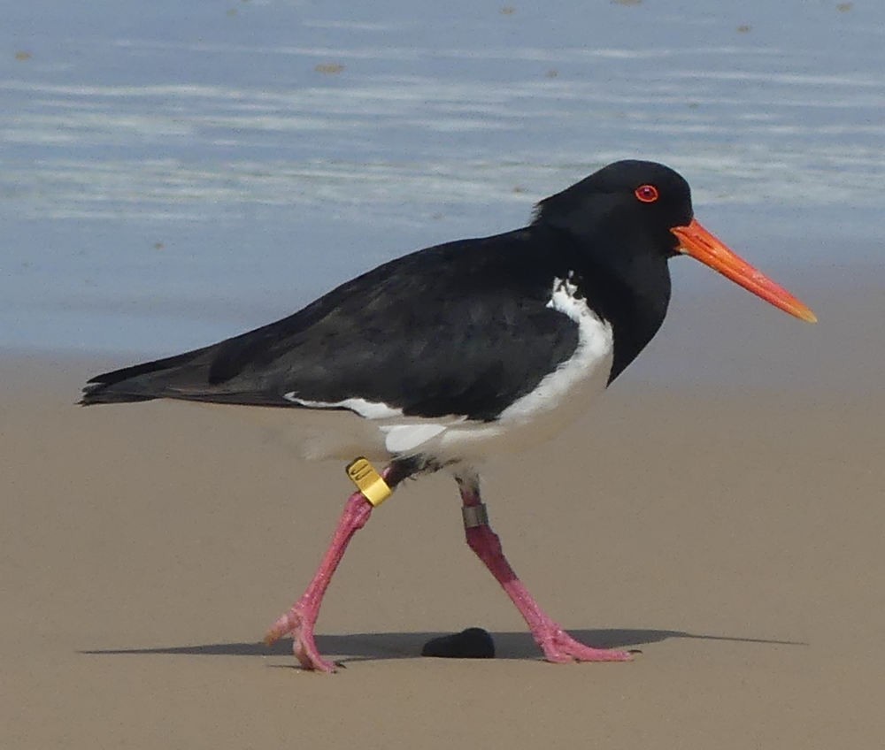 Pied Oystercatcher - ML113524091