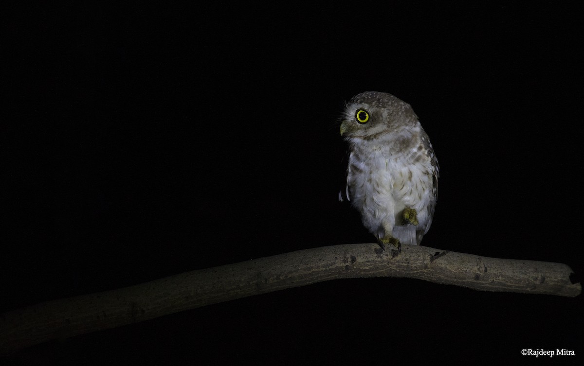 Spotted Owlet - ML113524451