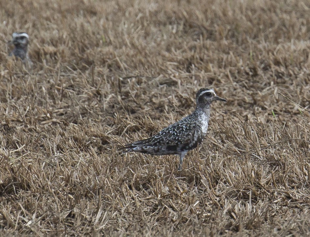 American Golden-Plover - Tom Devecseri