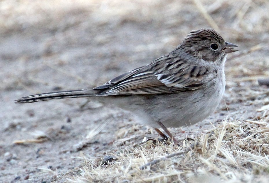 Brewer's Sparrow - ML113524821