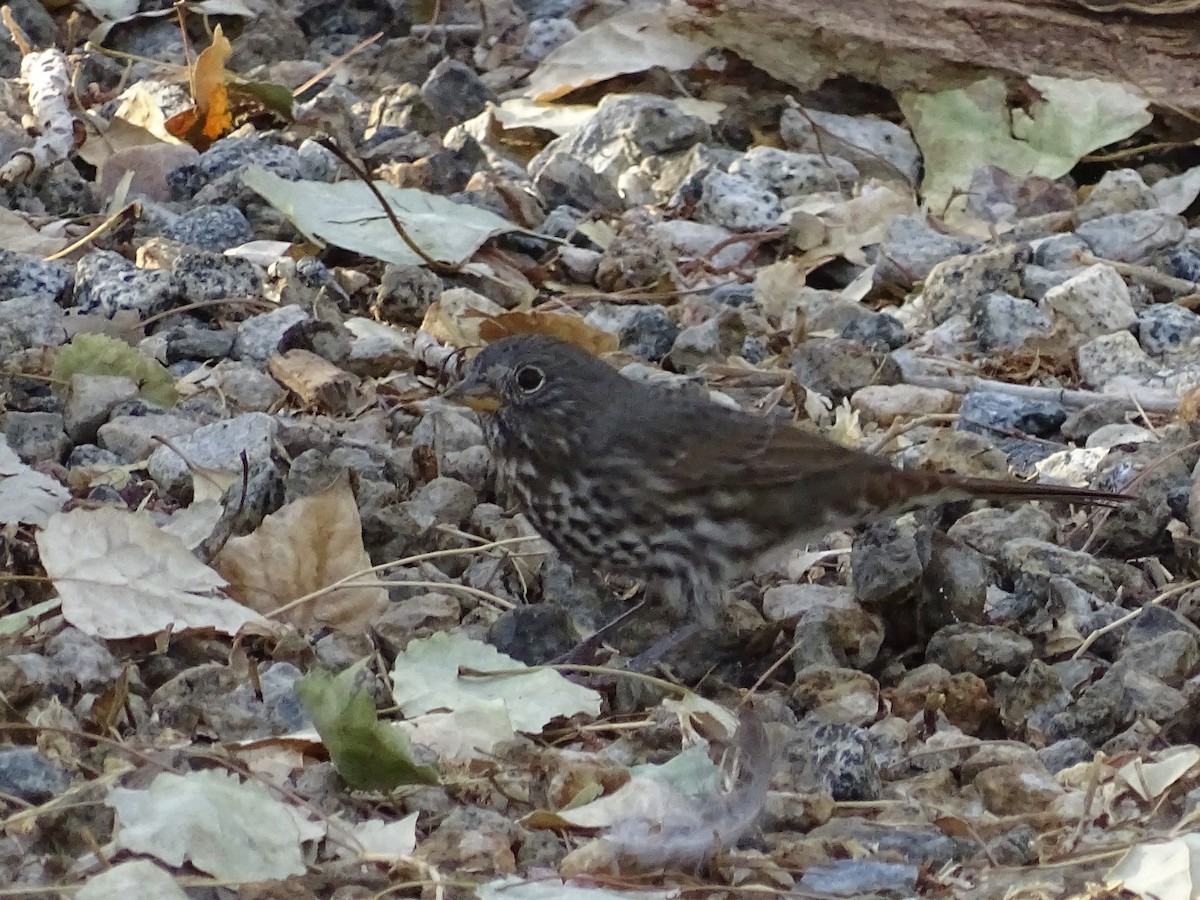 Fox Sparrow (Slate-colored) - ML113526741