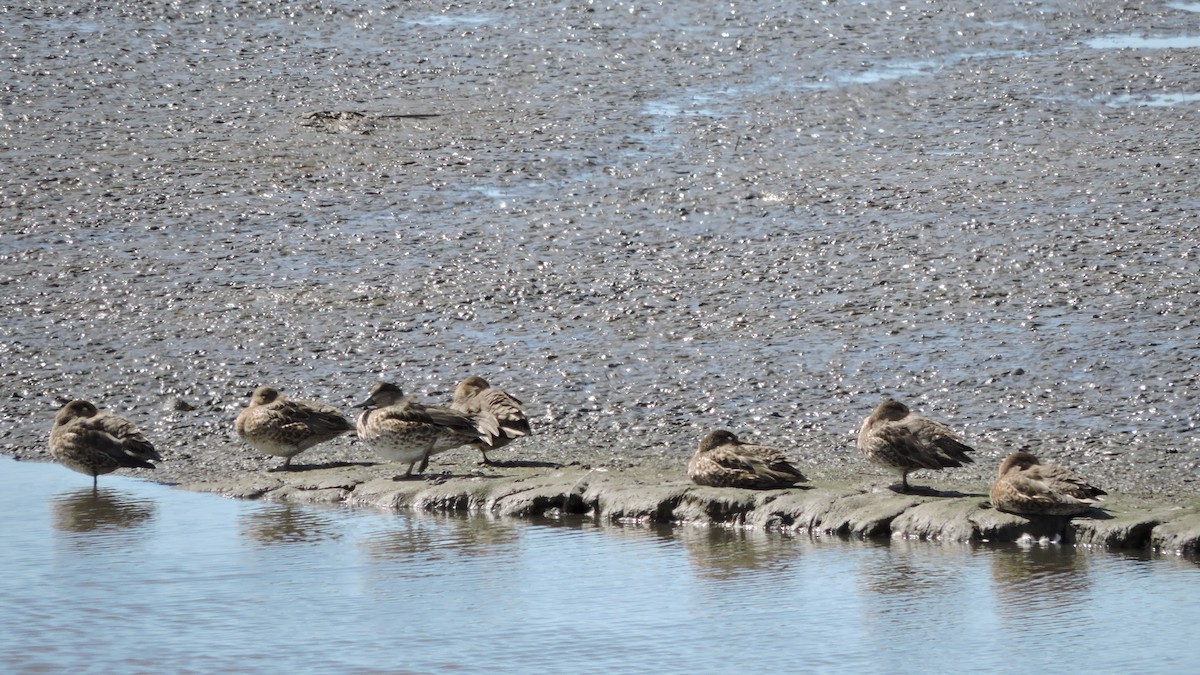 Green-winged Teal - ML113526751