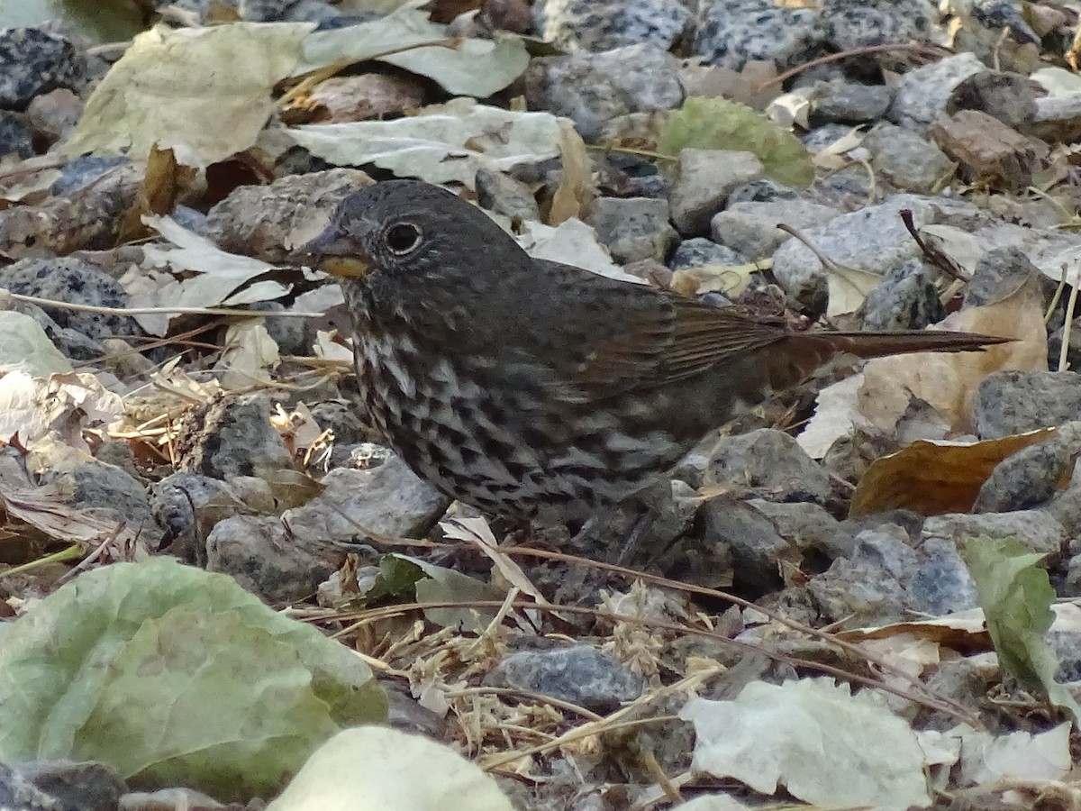 Fox Sparrow (Slate-colored) - ML113526761