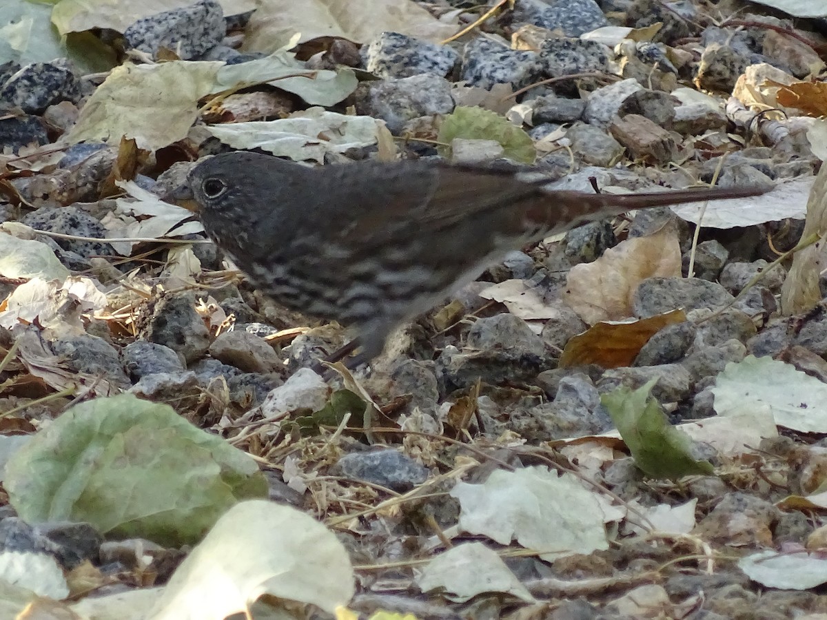 Fox Sparrow (Slate-colored) - ML113526781