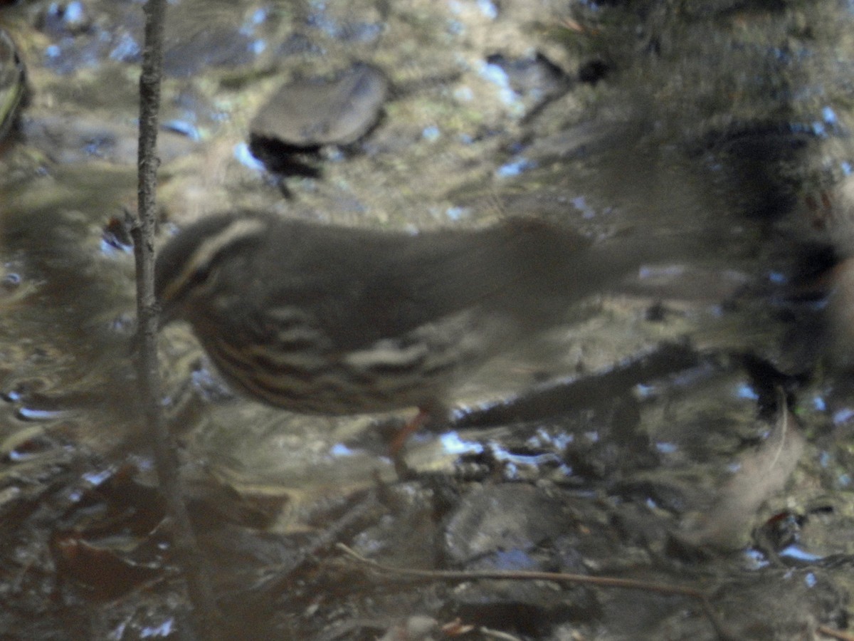 Northern Waterthrush - ML113528151